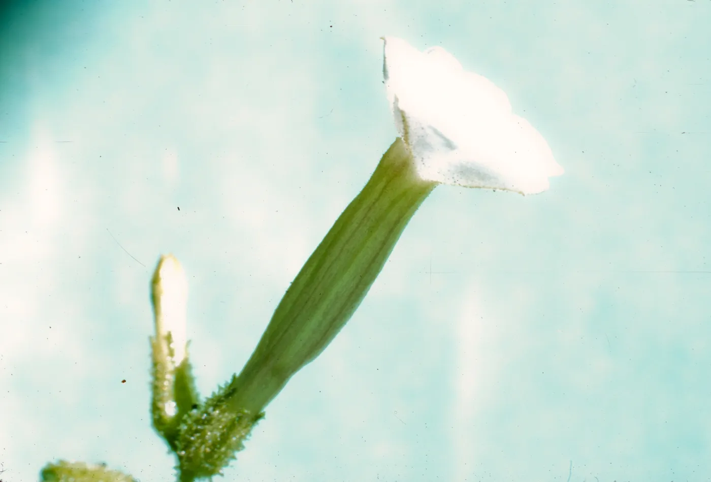 Nicotiana attenuata