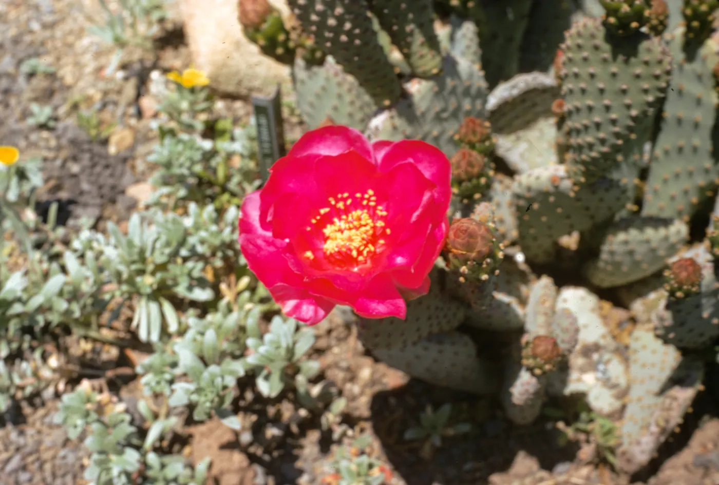 Opuntia basilaris