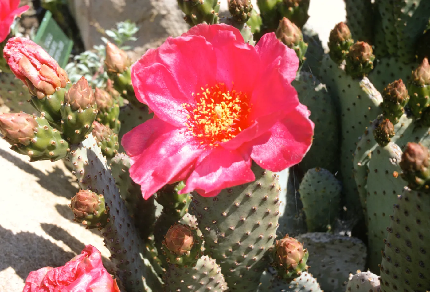 Opuntia basilaris