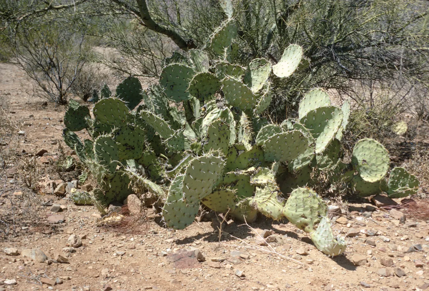Opuntia engelmannii, Tucson Mountain Park, Pima County, Arizona
