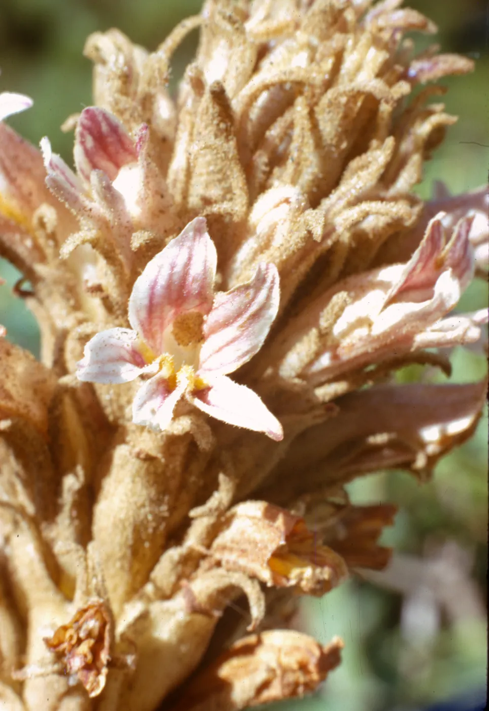 Orobanche grayana var. feudgei