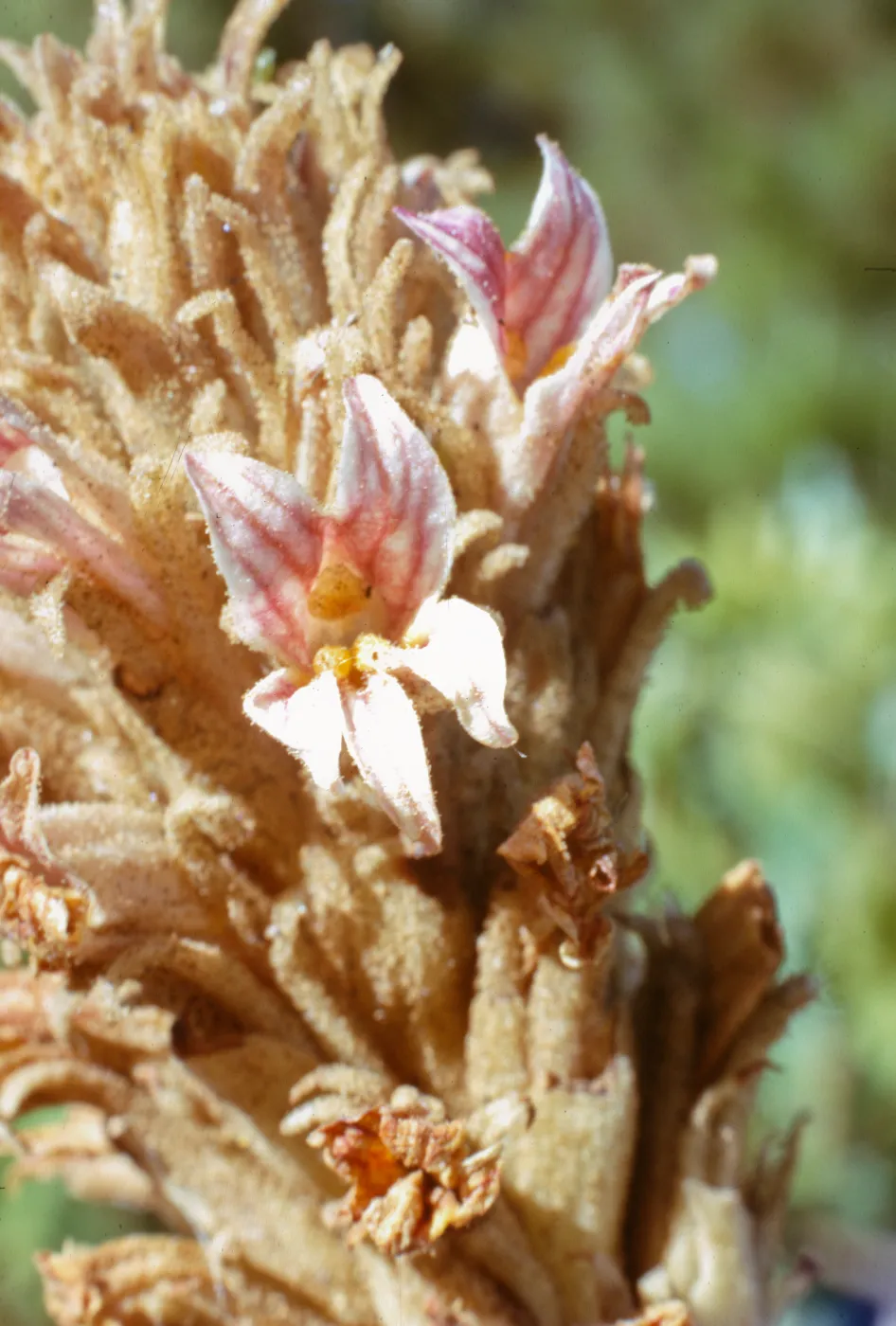 Orobanche grayana var. feudgei