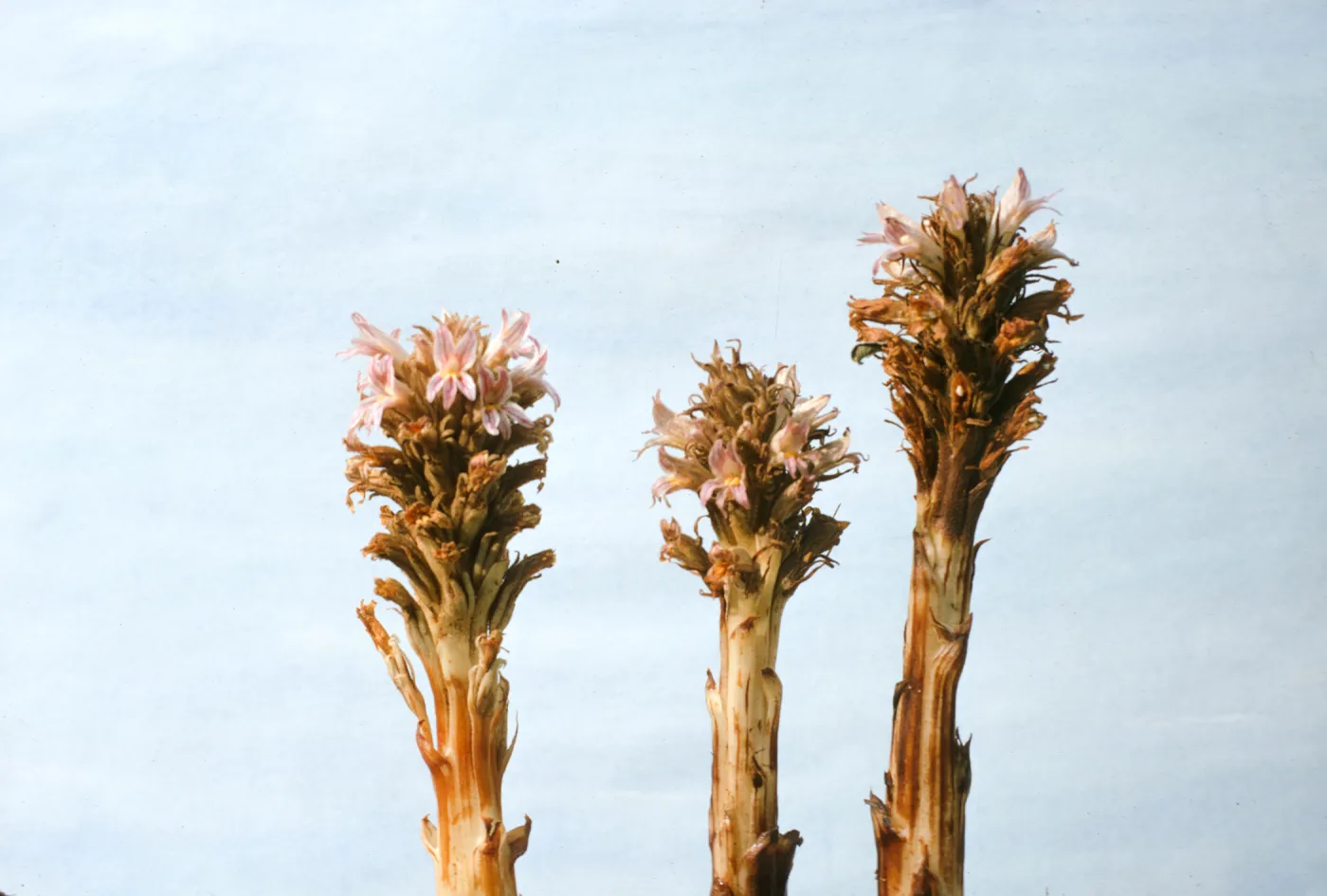 Orobanche grayana var. feudgei