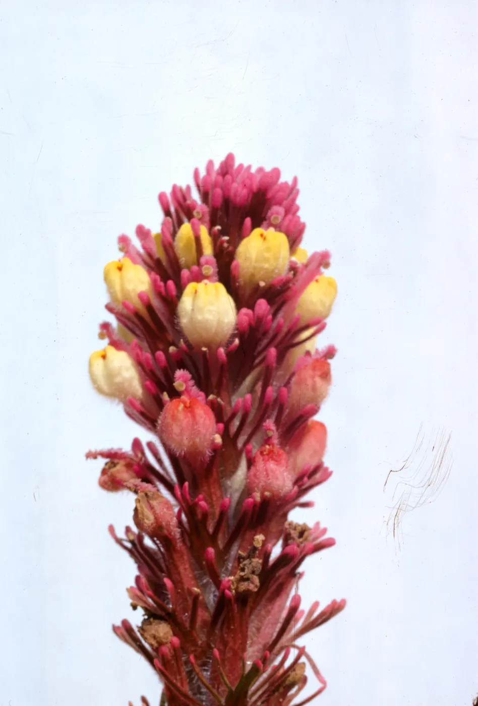 Orthocarpus purpurascens var. pallidus