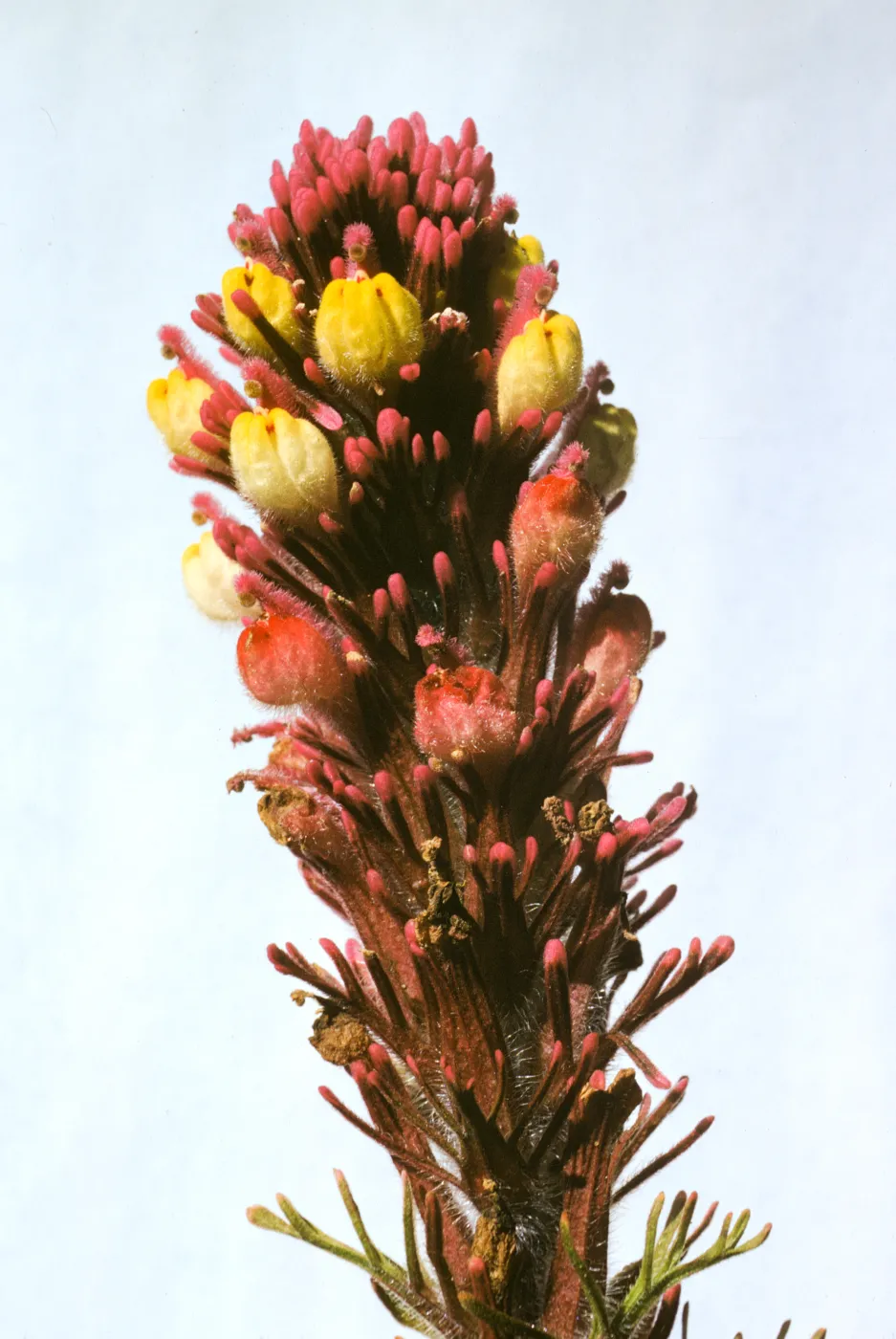 Orthocarpus purpurascens var. pallidus