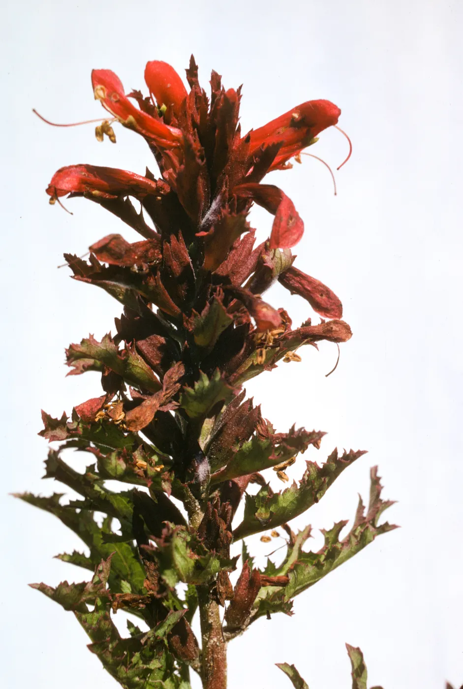 Pedicularis densiflora