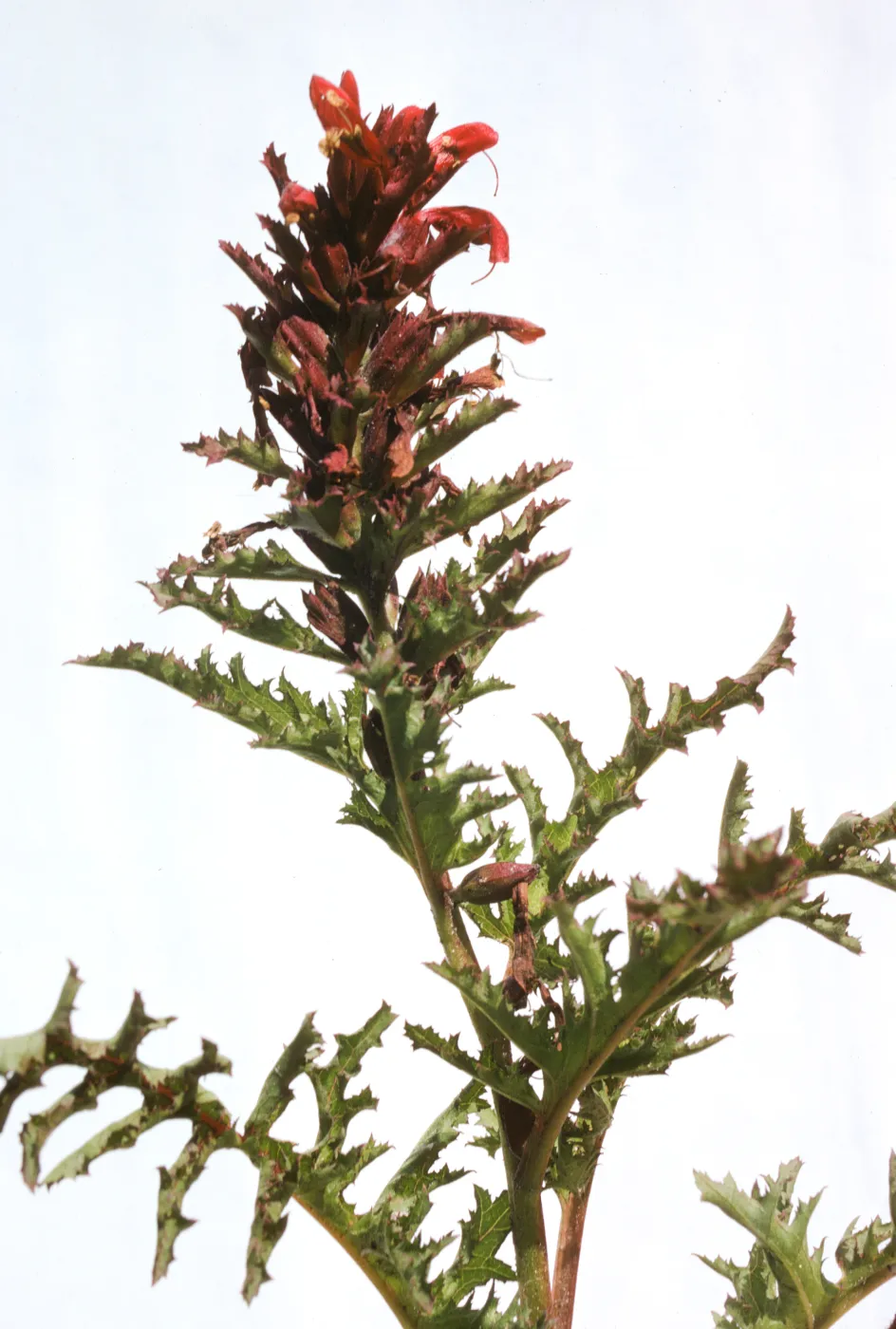 Pedicularis densiflora