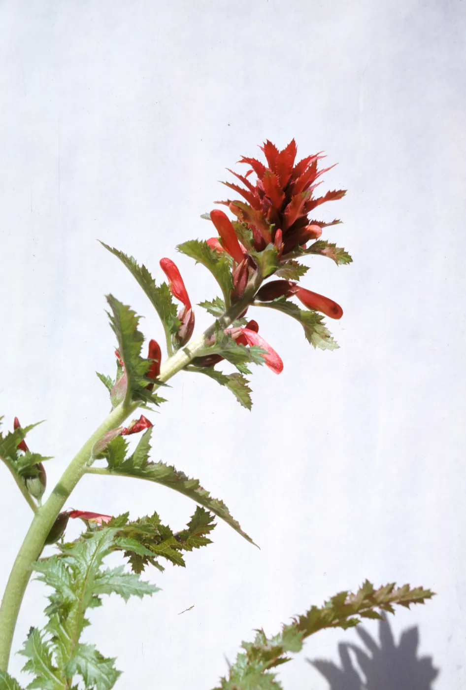 Pedicularis densiflora