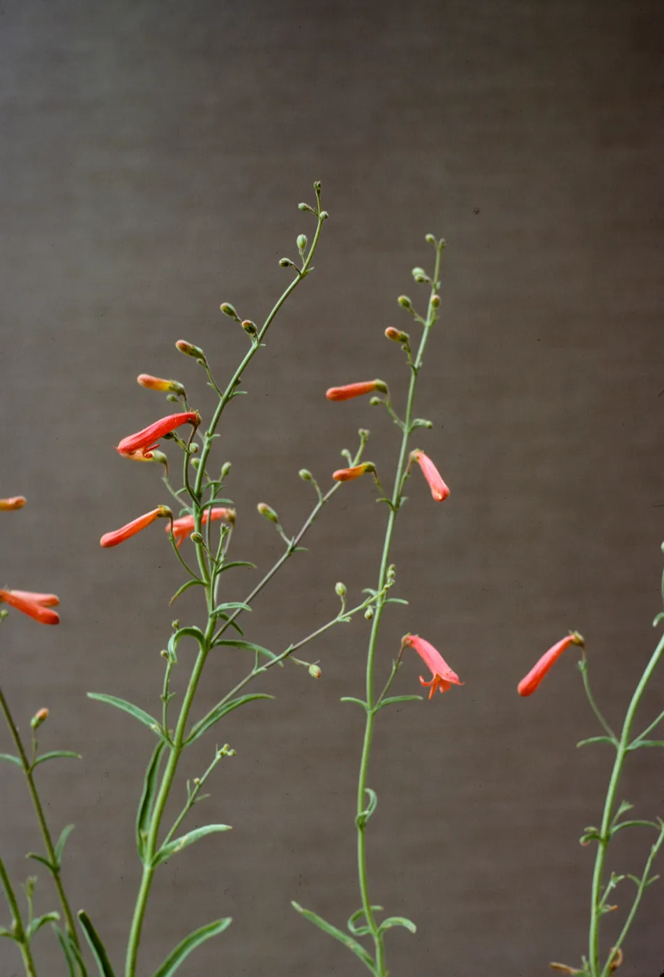 Penstemon bridgesii