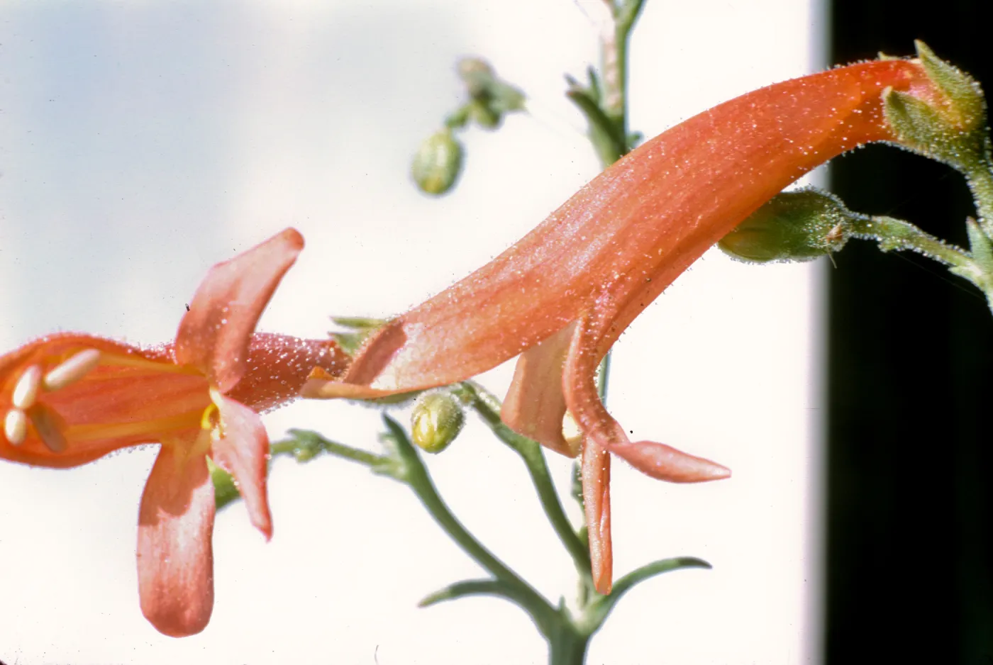 Penstemon bridgesii