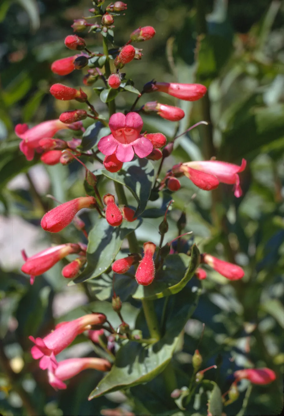 Penstemon clevelandii