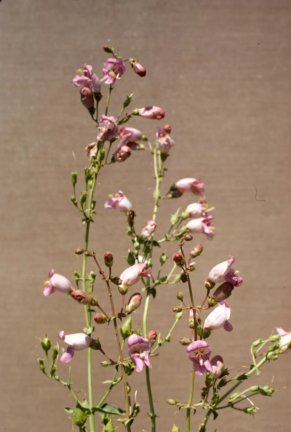 Penstemon grinnellii