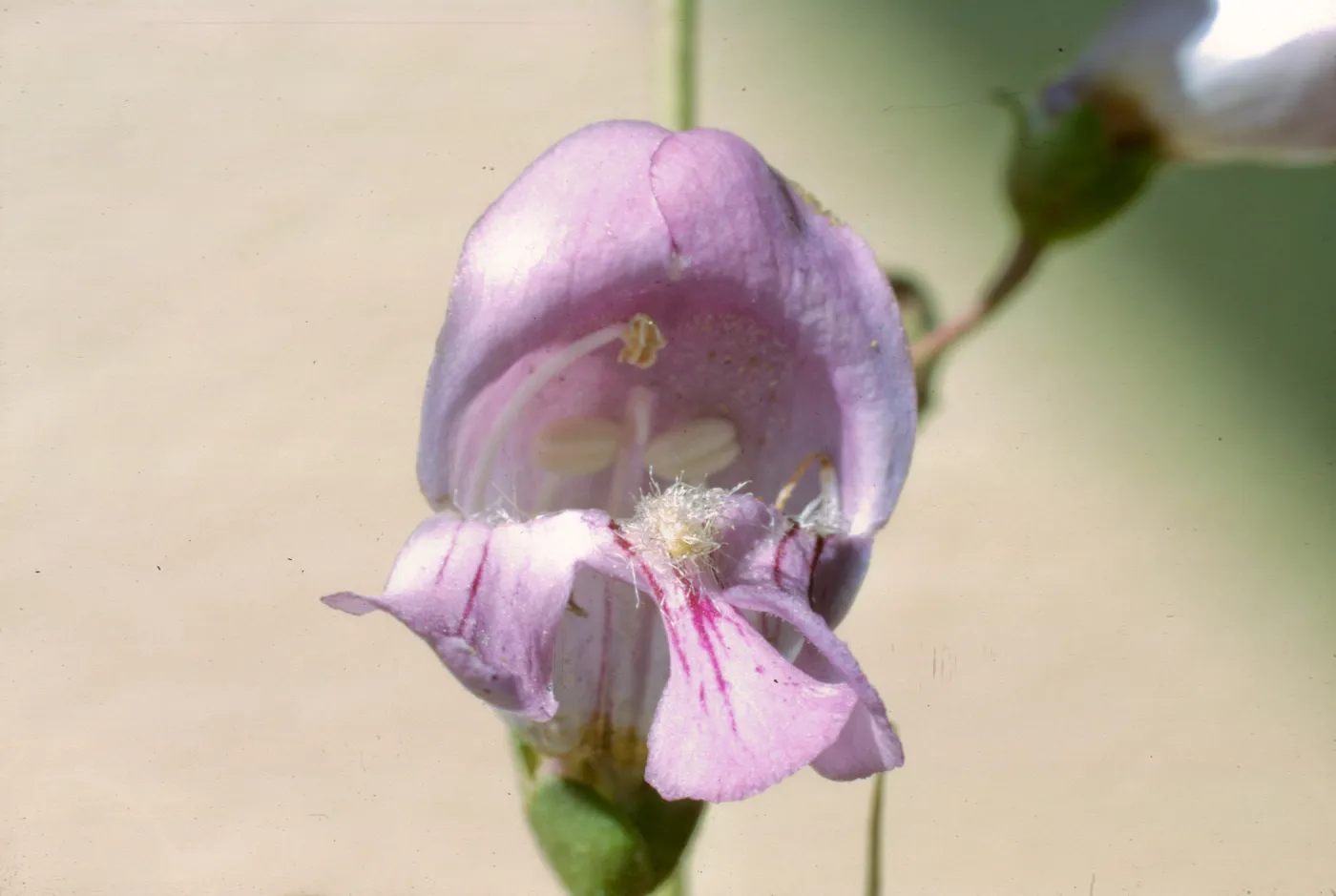 Penstemon grinnellii