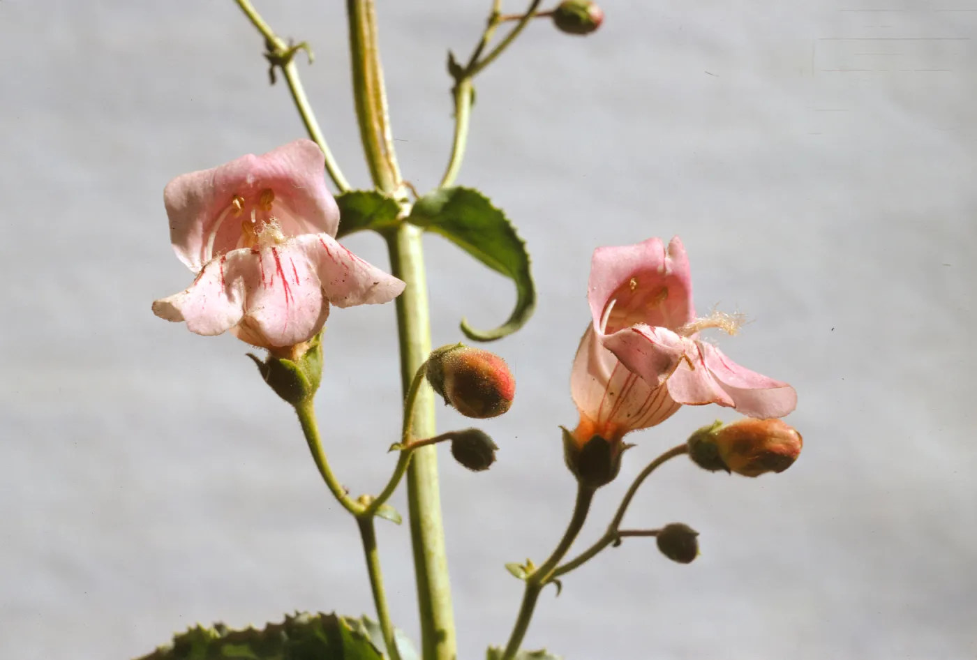 Penstemon grinnellii var. scrophularioides