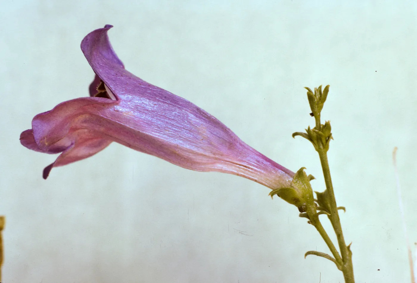 Penstemon heterophyllus