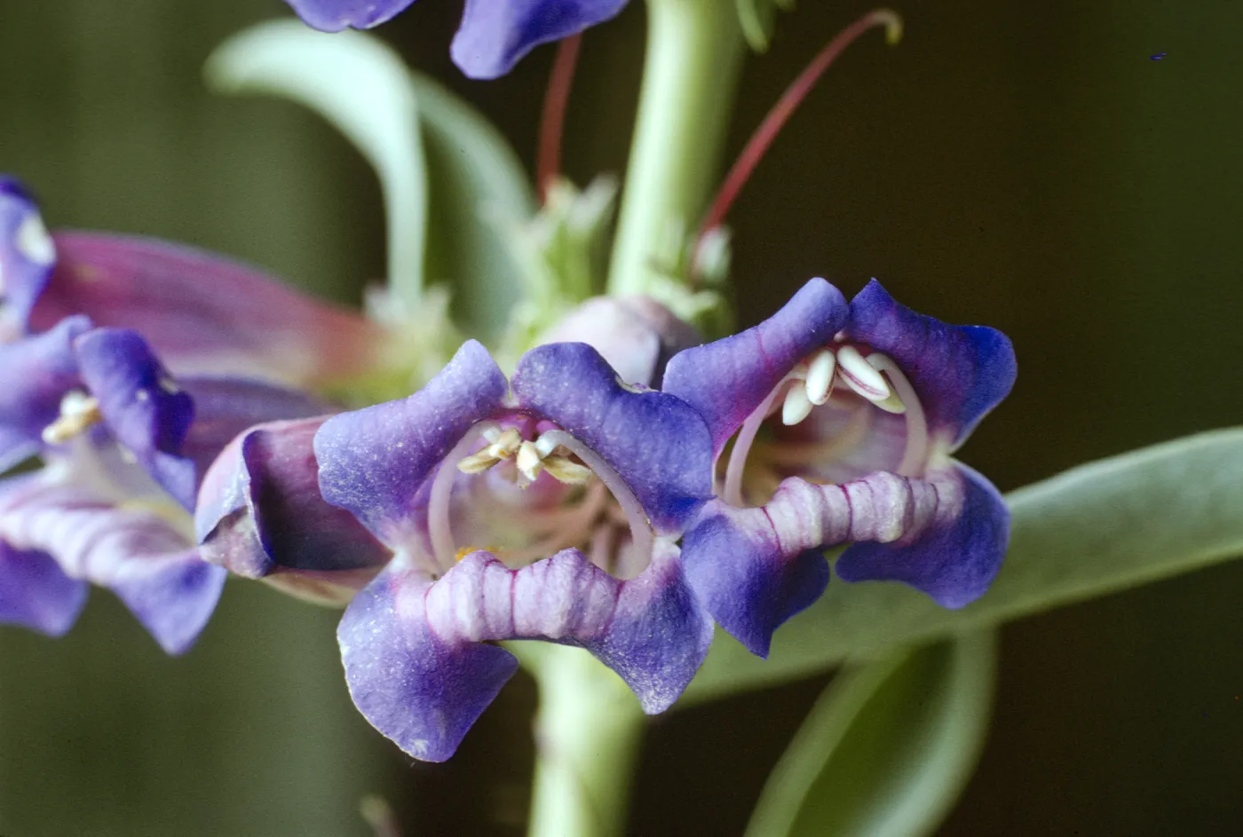 Penstemon speciosus