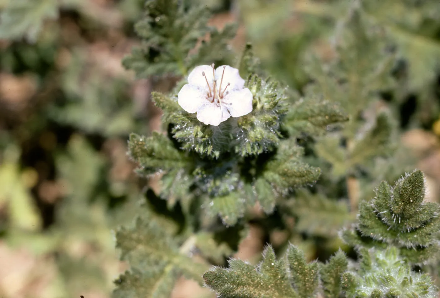 Phacelia cicutaria var. hispida