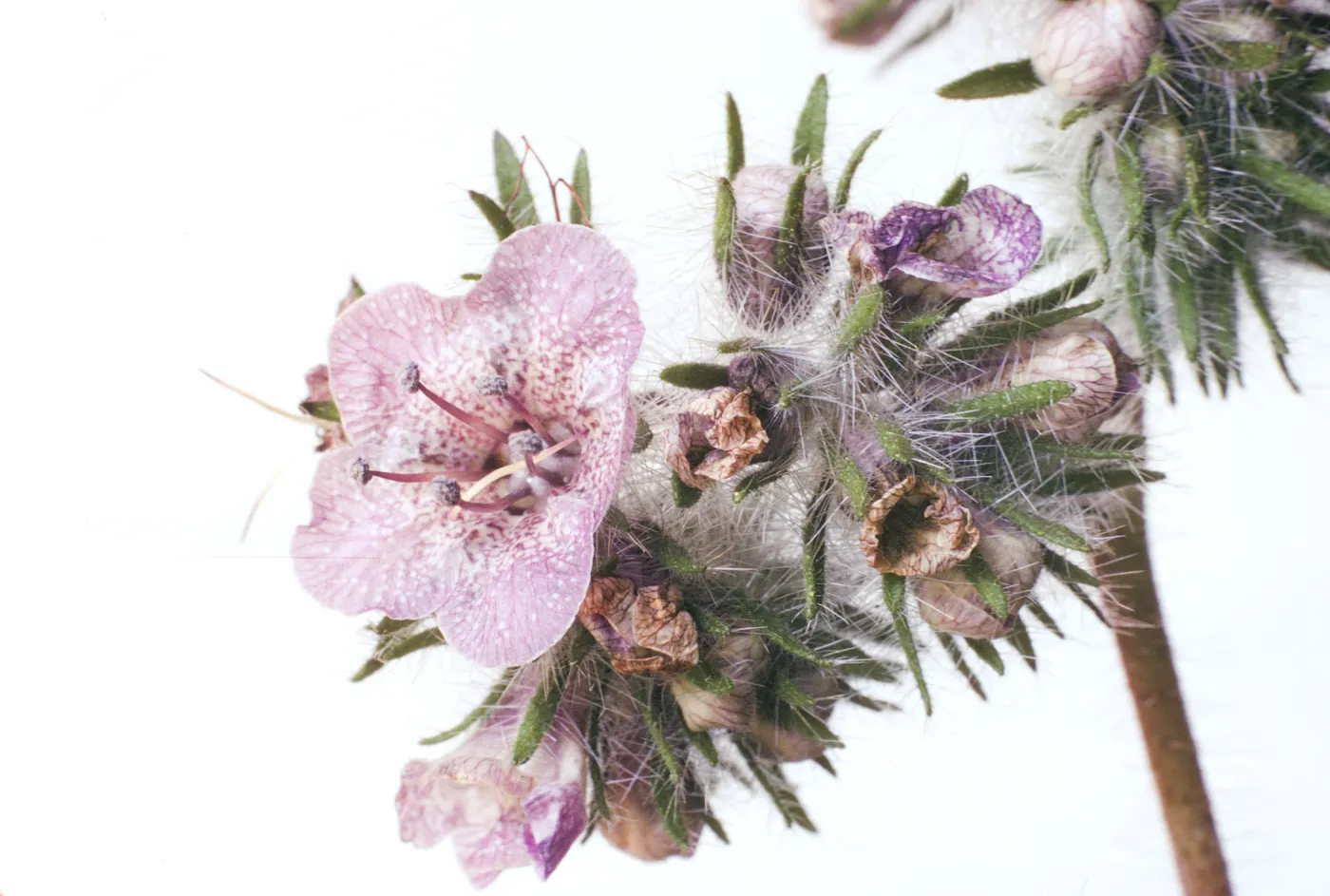 Phacelia cicutaria var. hispida