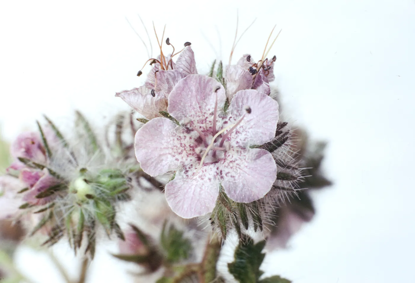 Phacelia cicutaria var. hispida