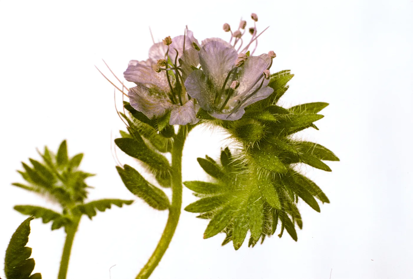 Phacelia distans