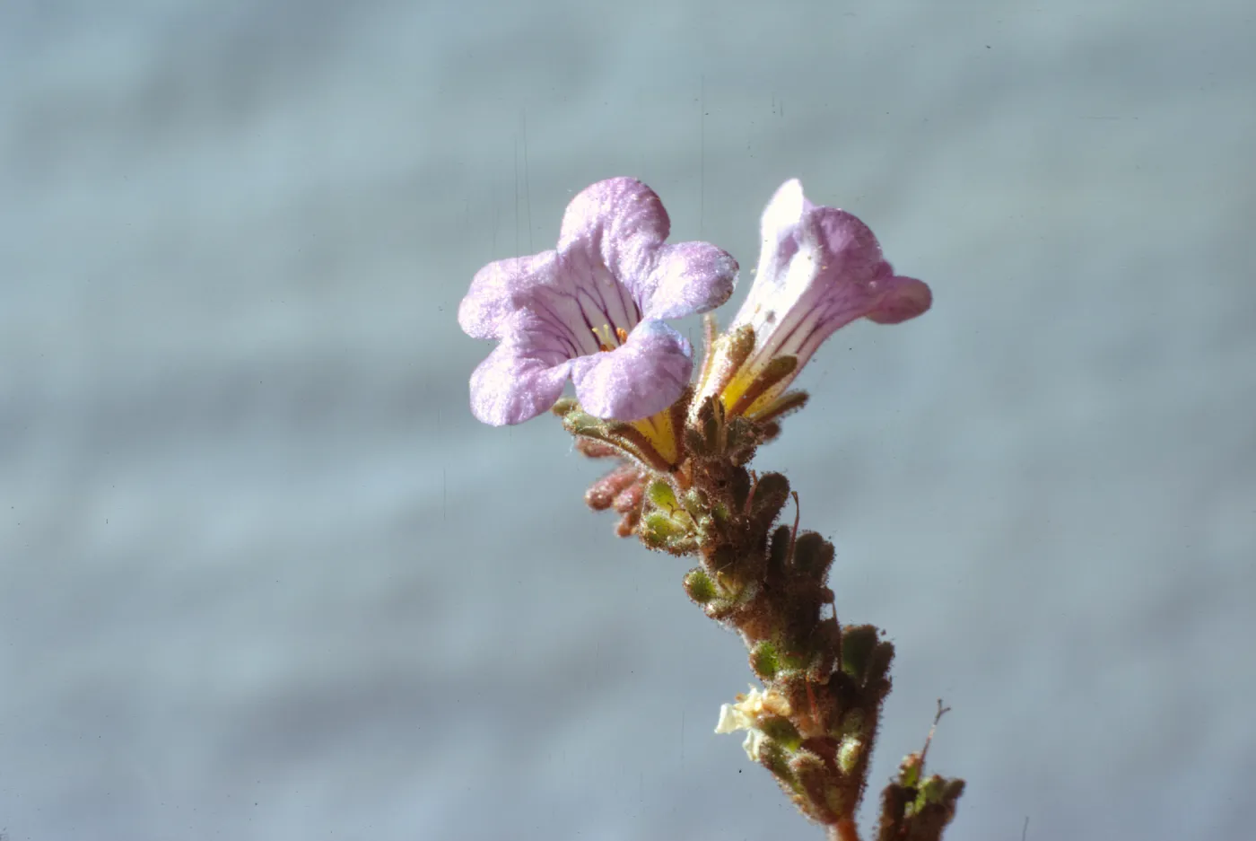 Phacelia fremontii