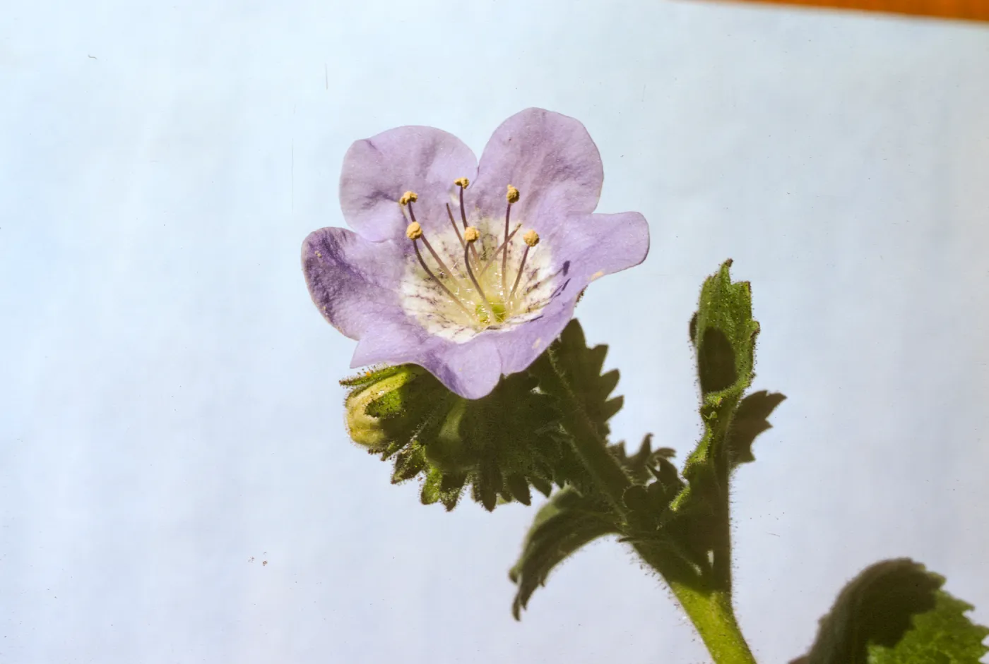 Phacelia grandiflora