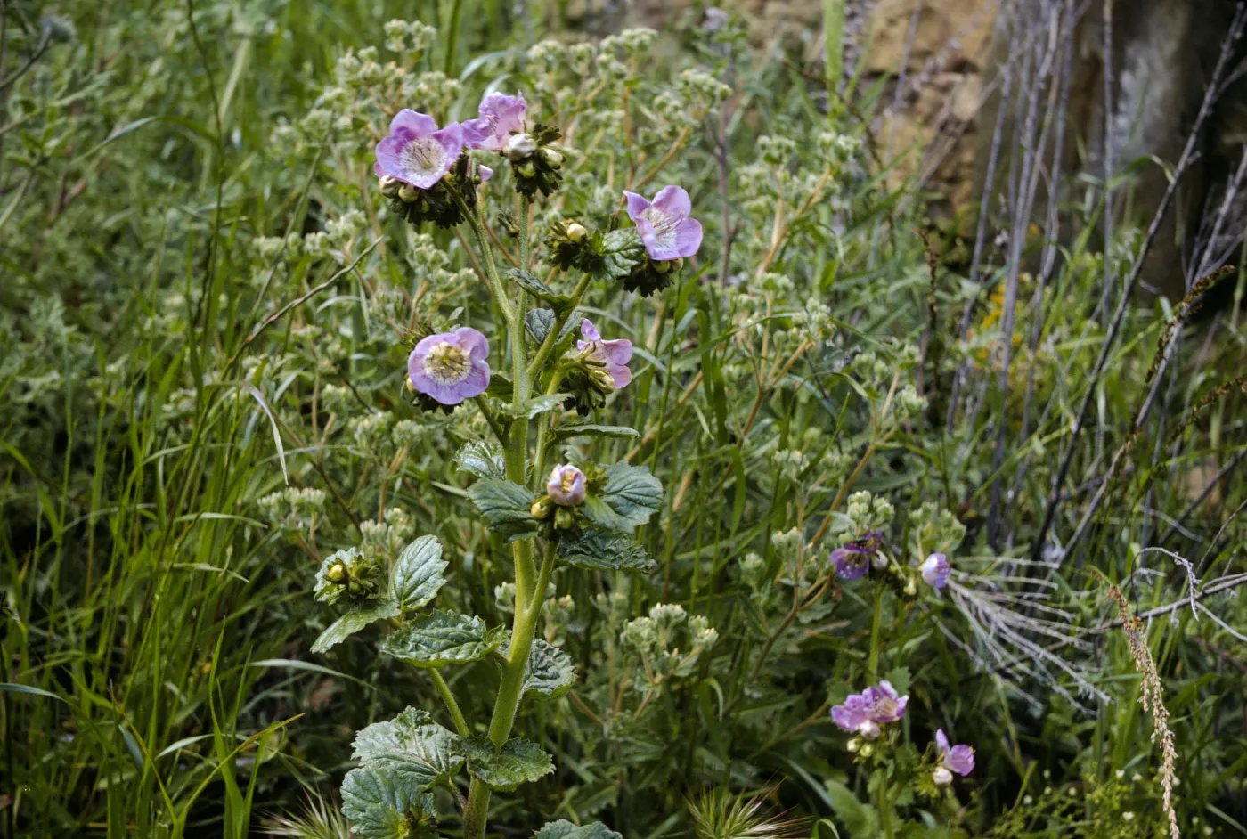 Phacelia grandiflora