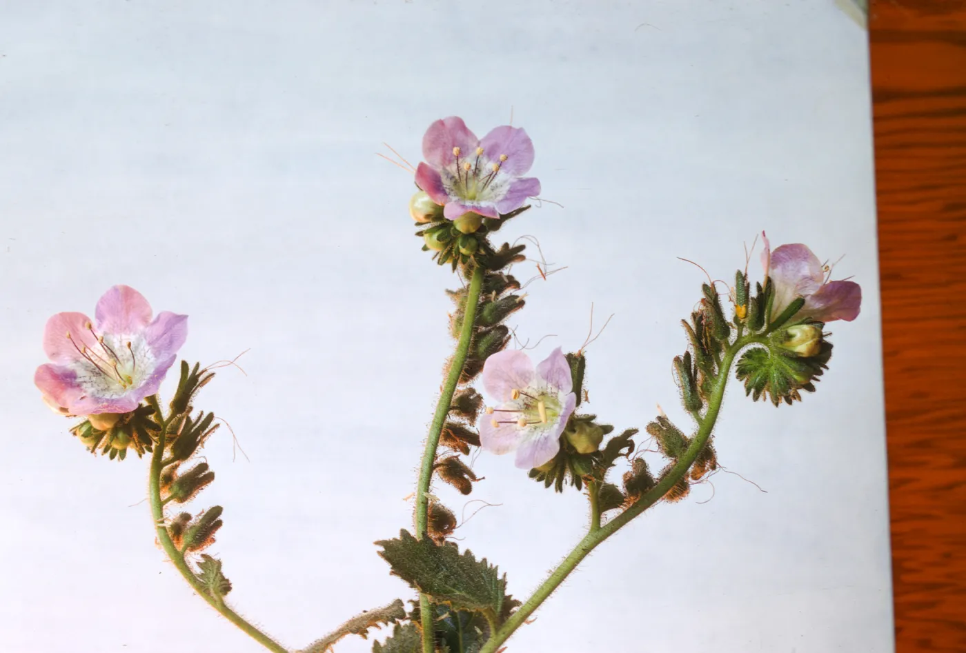Phacelia grandiflora