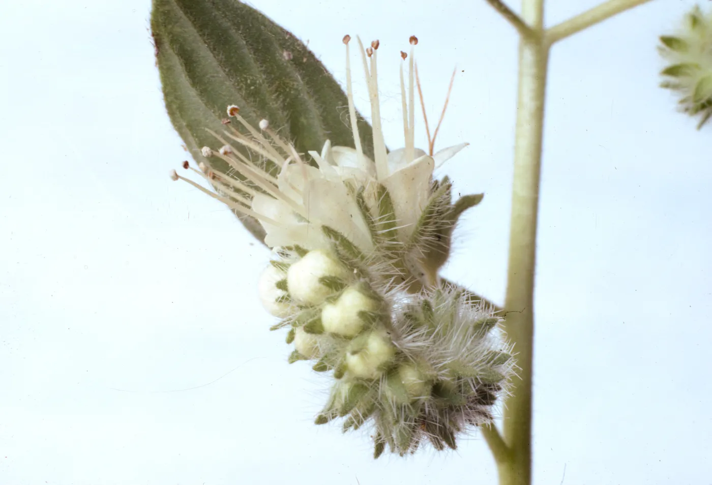 Phacelia imbricata