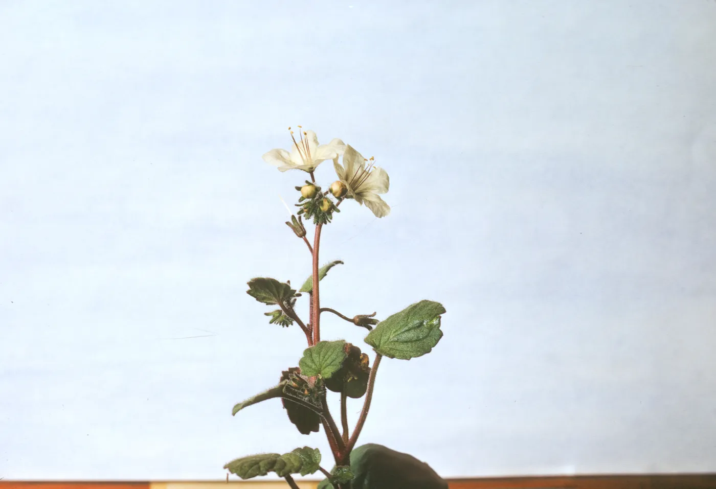 Phacelia longipes