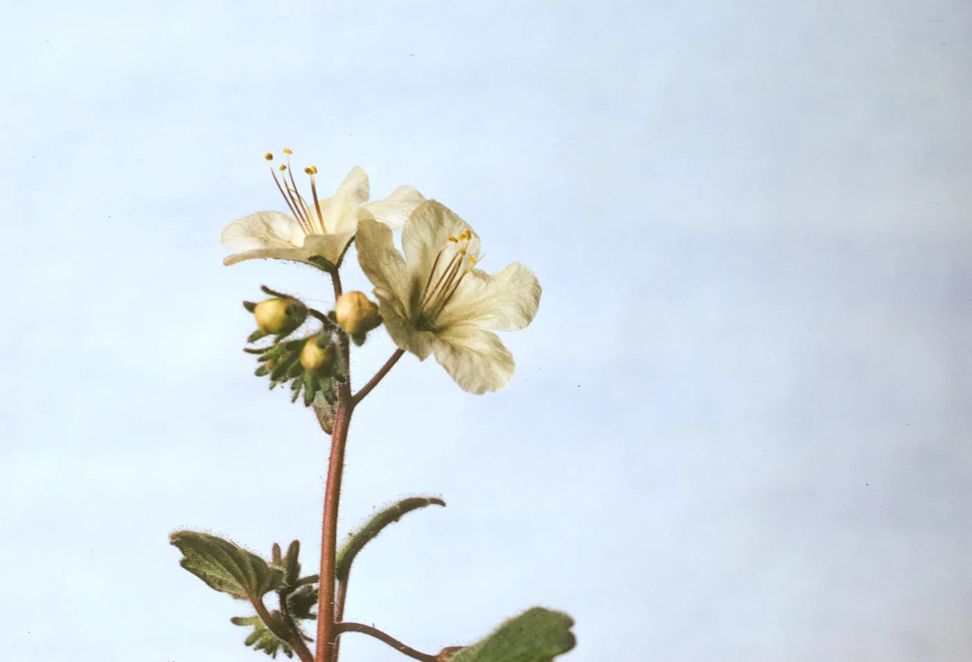 Phacelia longipes
