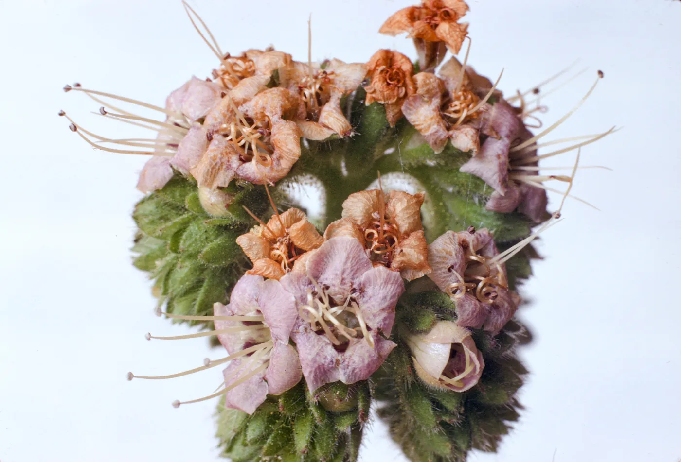 Phacelia ramosissima var. suffrutescens