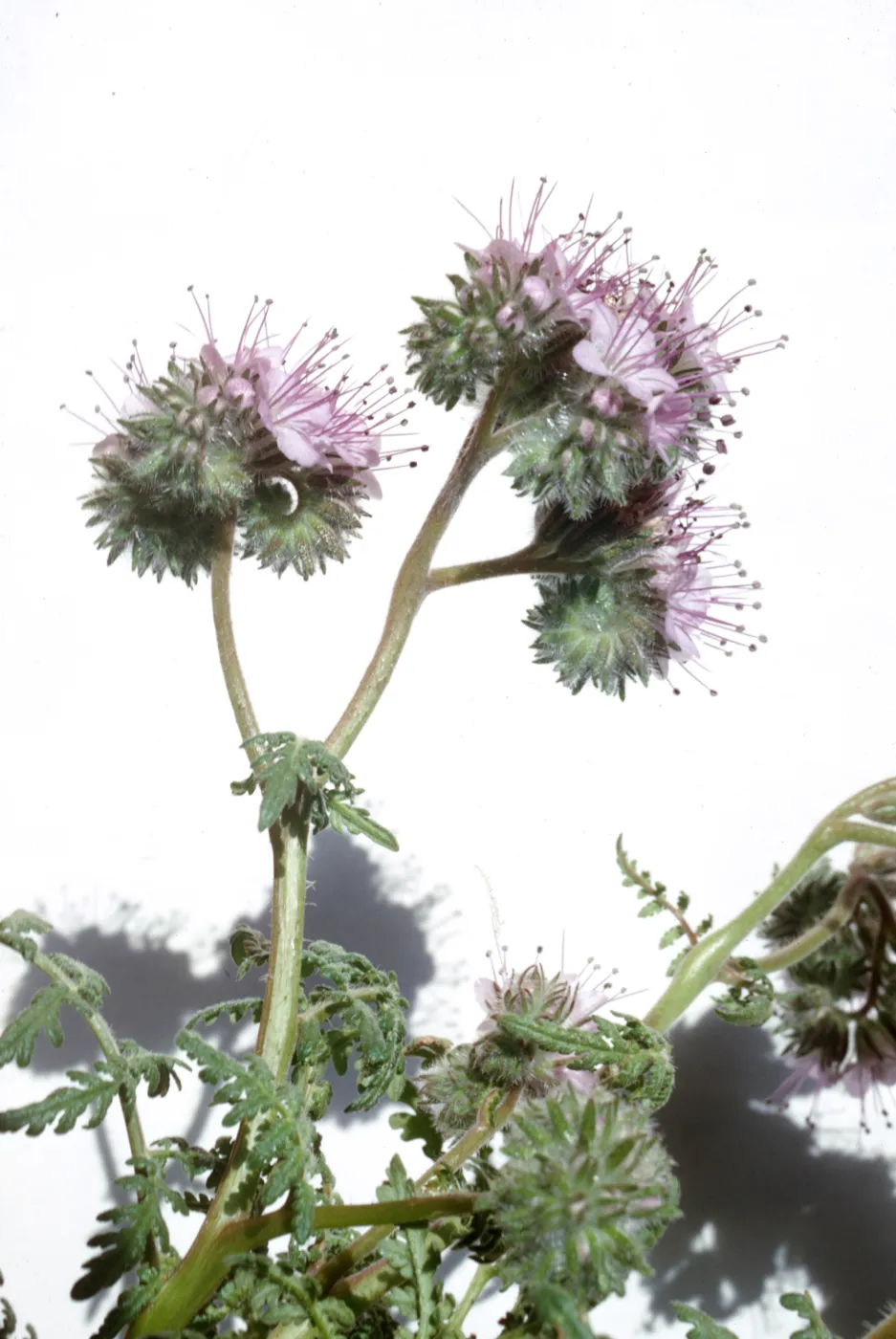 Phacelia tanacetifolia