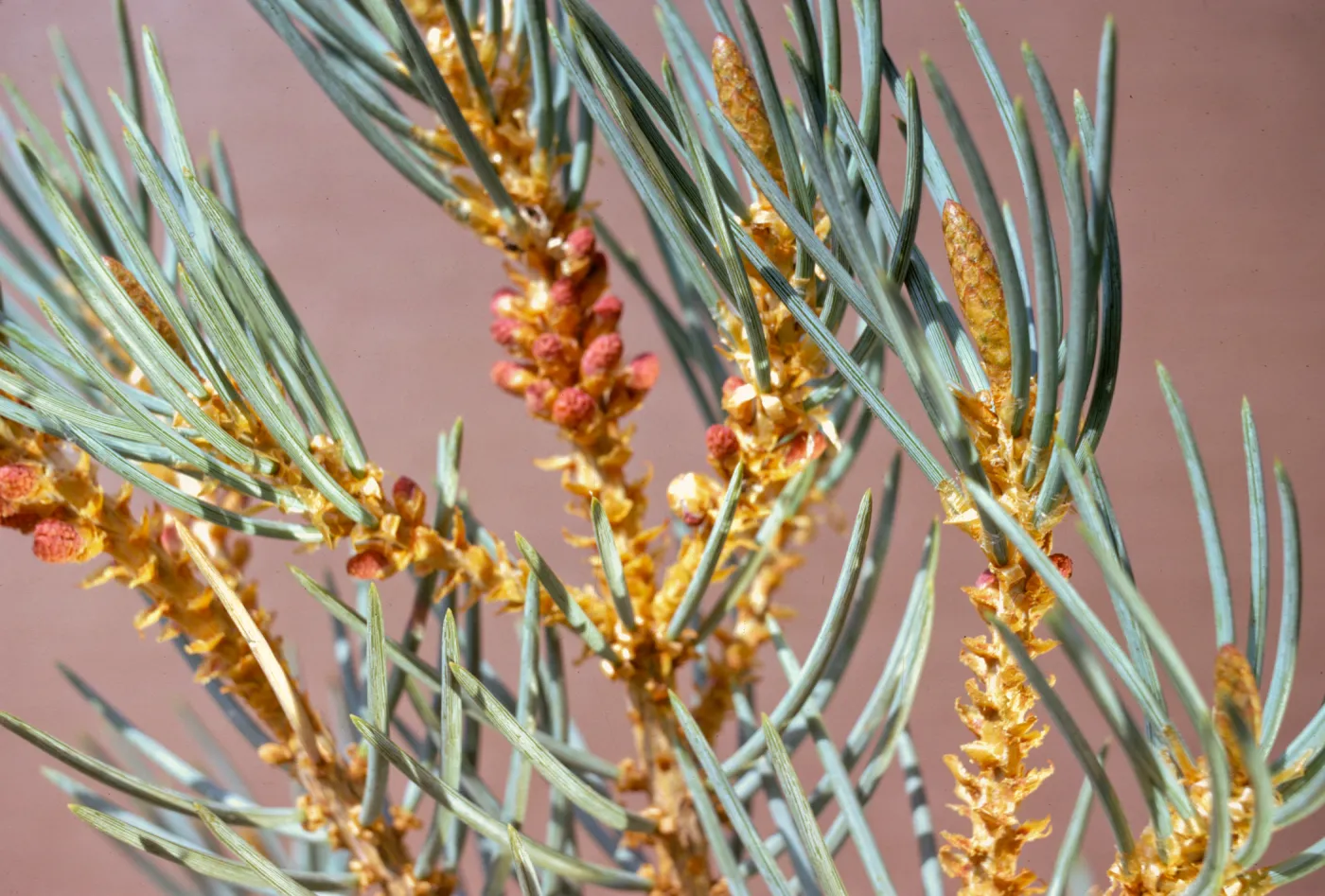 Pinus monophylla