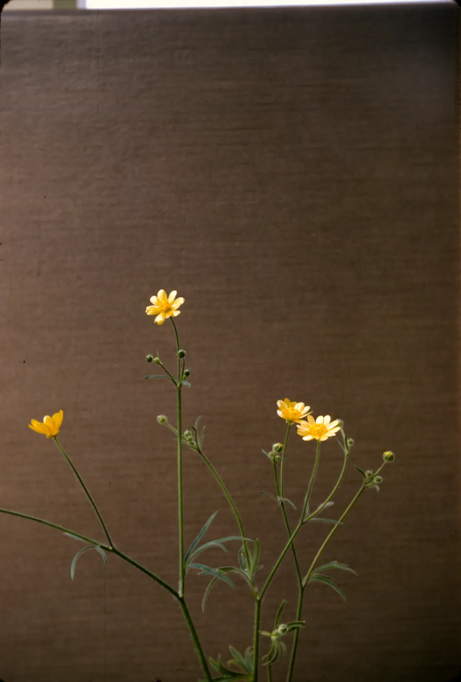 Ranunculus californicus