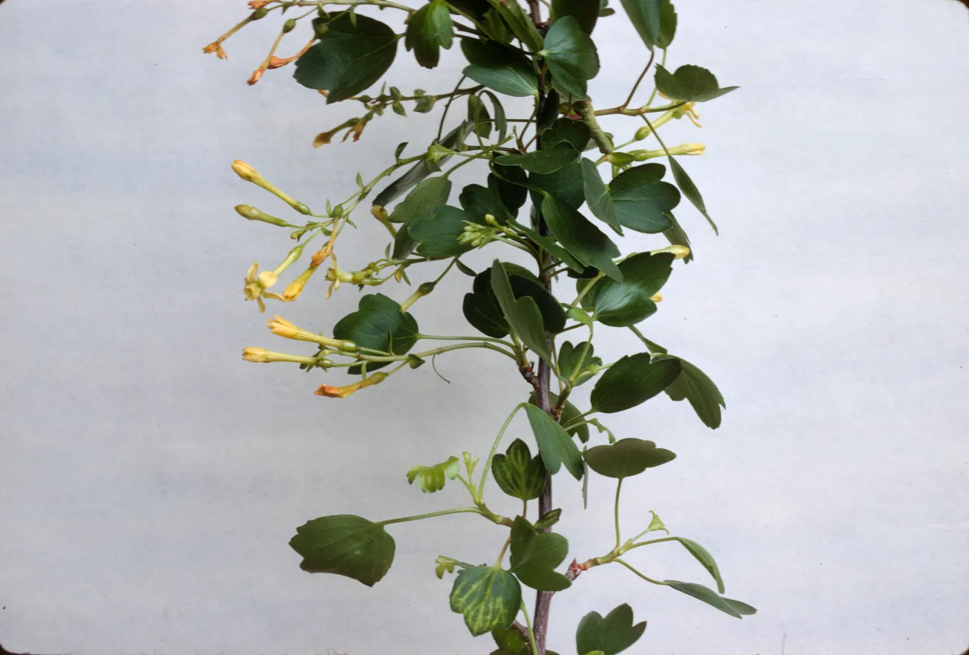 Ribes aureum