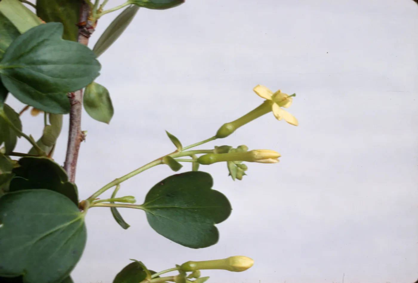 Ribes aureum
