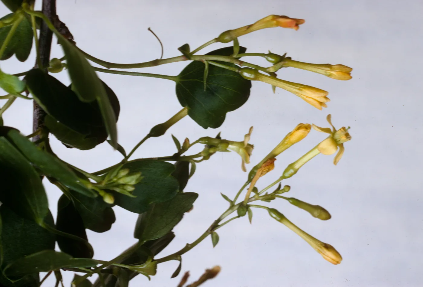 Ribes aureum