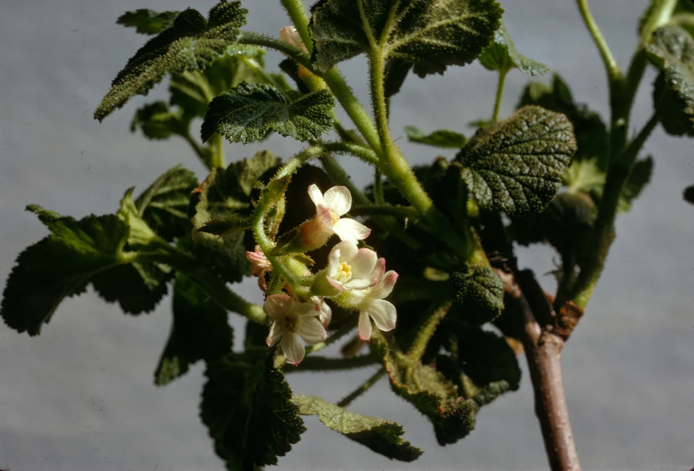 Ribes malvaceum