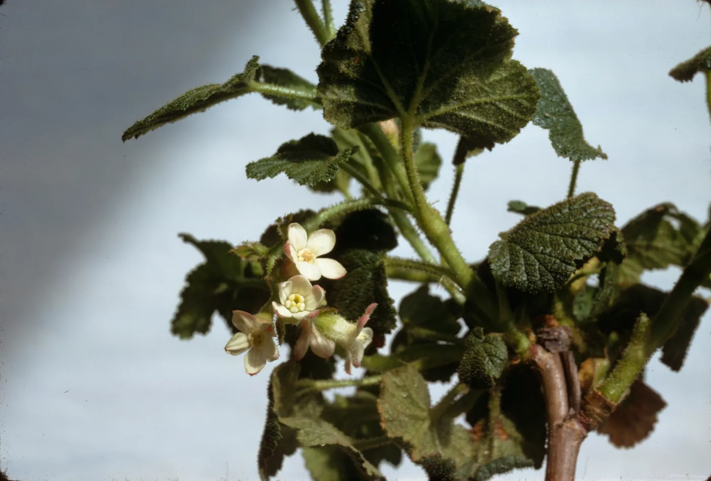 Ribes malvaceum