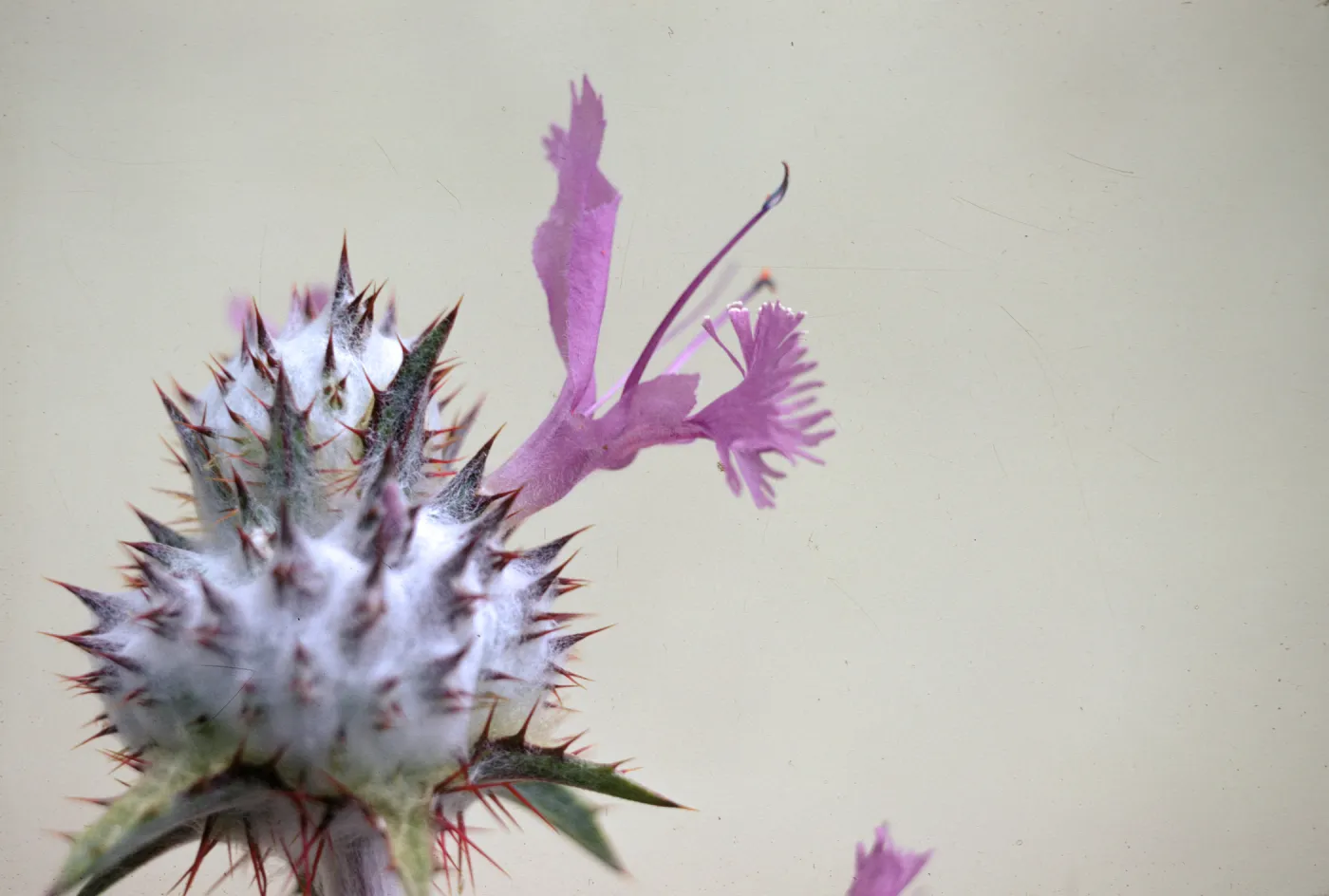 Salvia carduacea