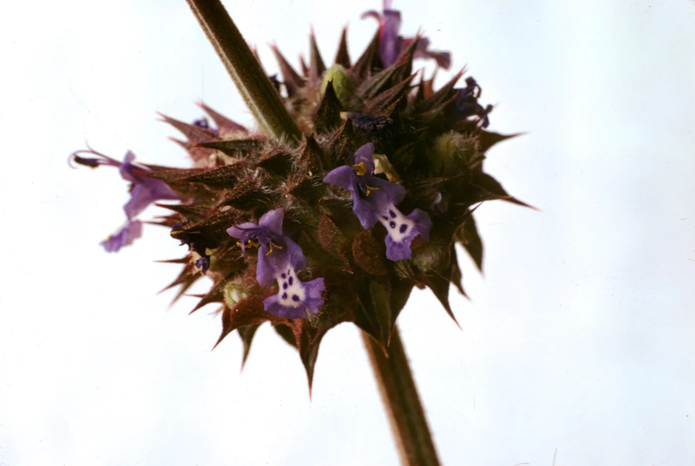 Salvia columbariae (Chia)