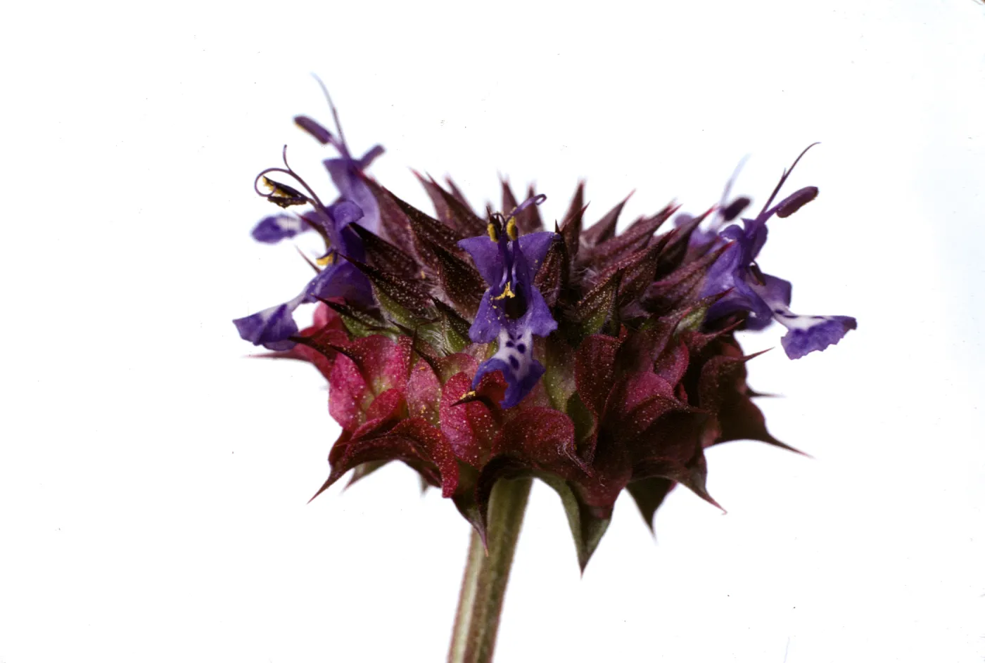 Salvia columbariae (Chia)