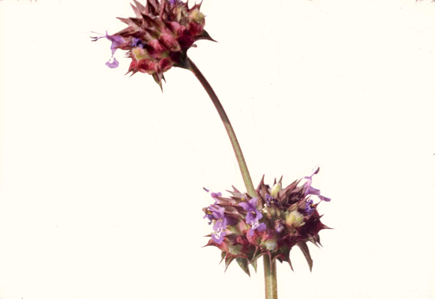 Salvia columbariae (Chia)