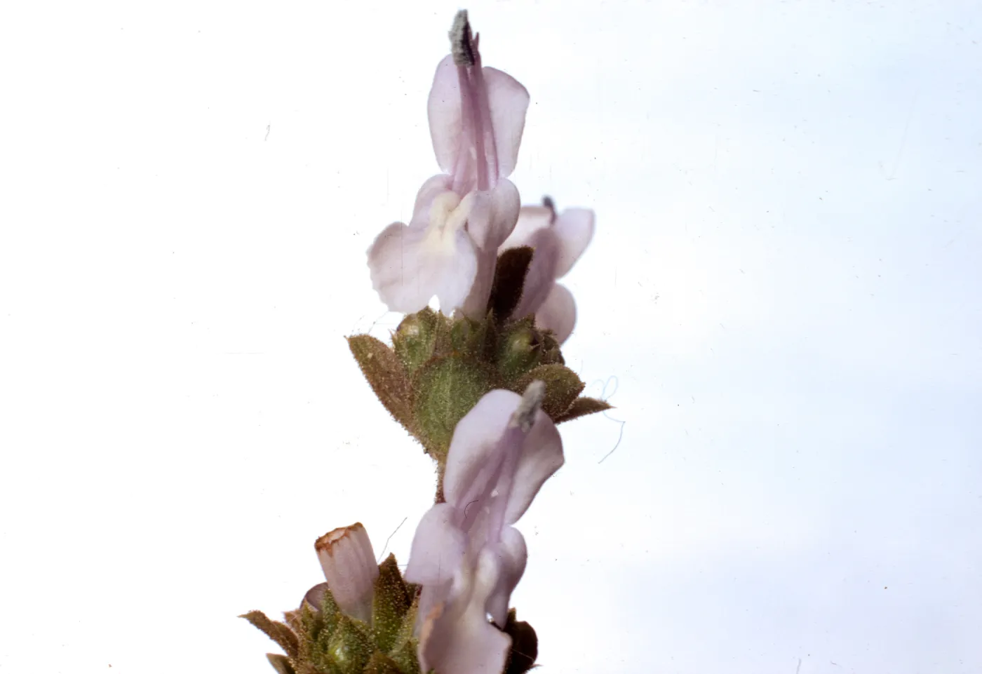 Salvia mellifera (Black Sage)