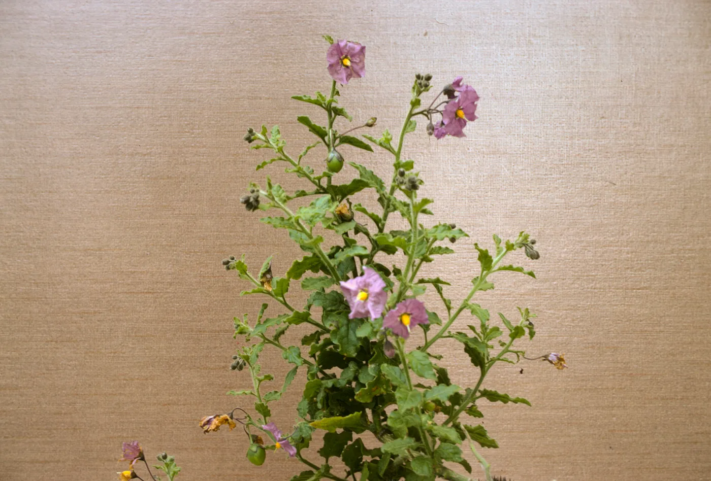 Salanum xanti var. intermedium