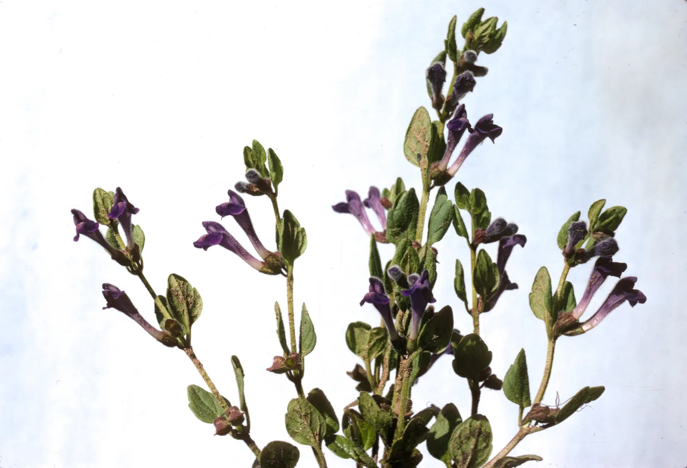 Scutellaria tuberosa ssp. australis