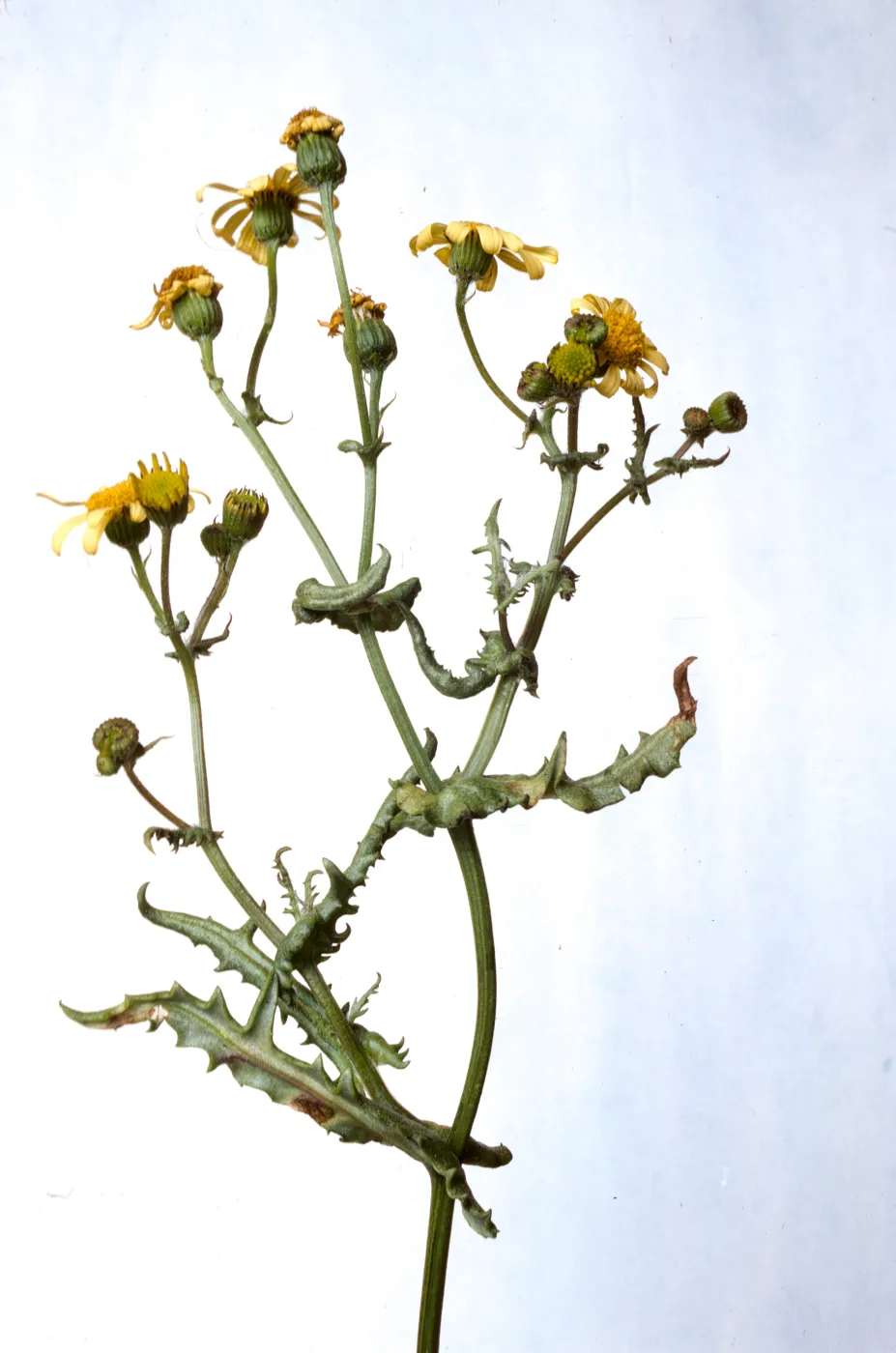 Senecio californicus