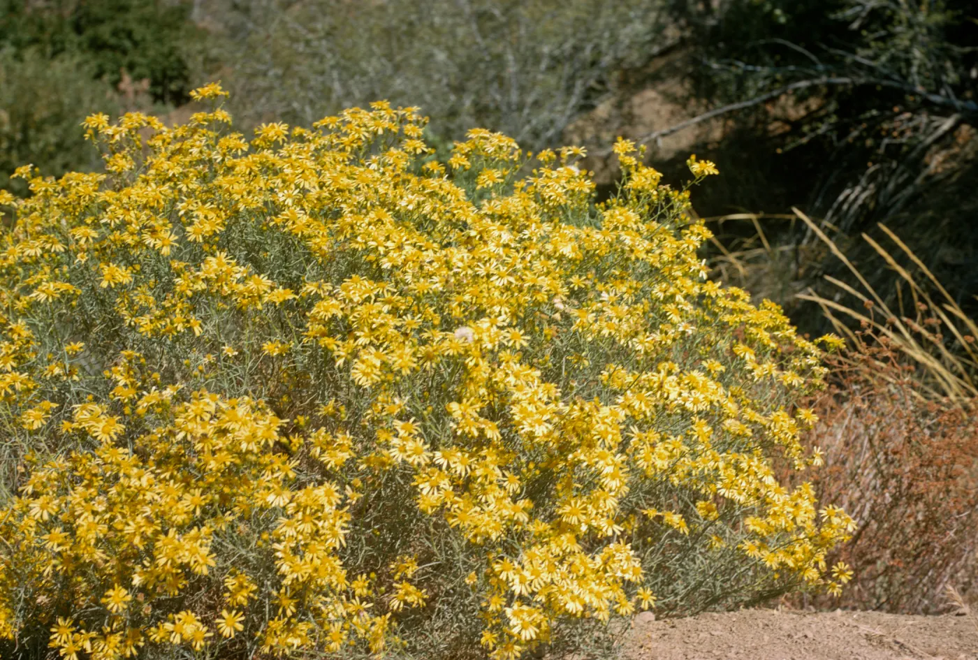 Senecio douglasii