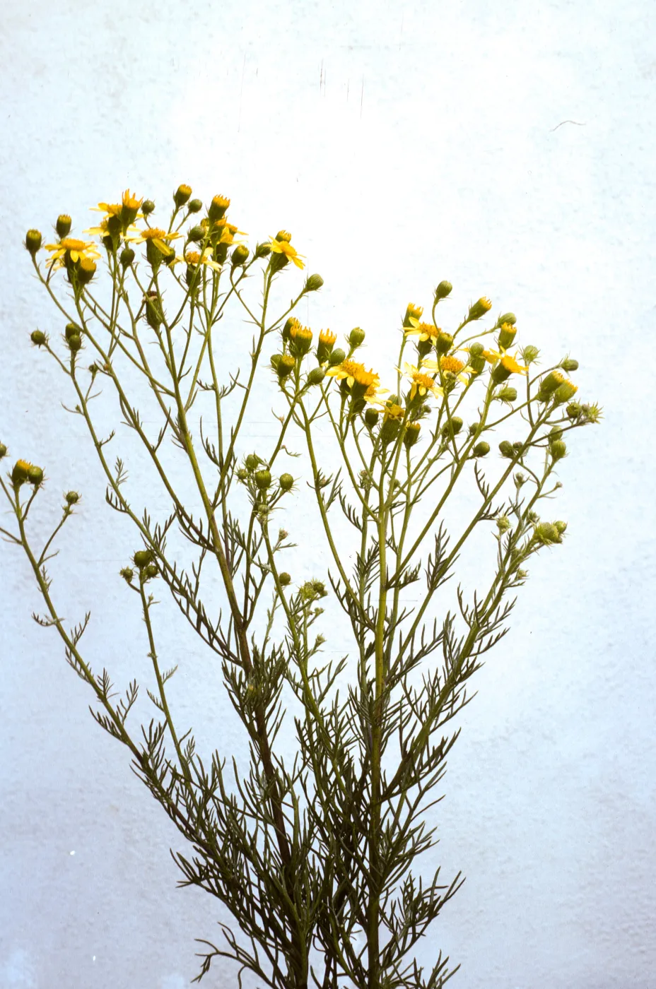 Senecio douglasii